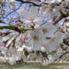 【保存版】地元民が教える糸島の桜スポット5選！名所から穴場まで